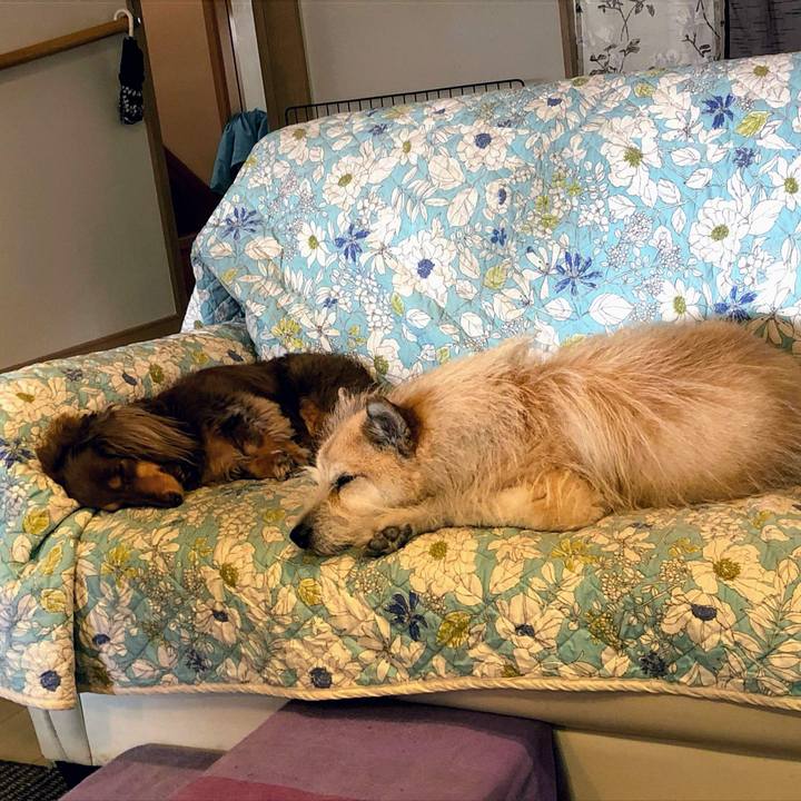 A34b47c2 dd09 4d66 a7f0 7c0631399465 1559360695435