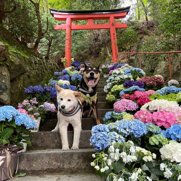 A34c40bd 132e 42b9 a3c5 e9e644d7bd76 1687777372717