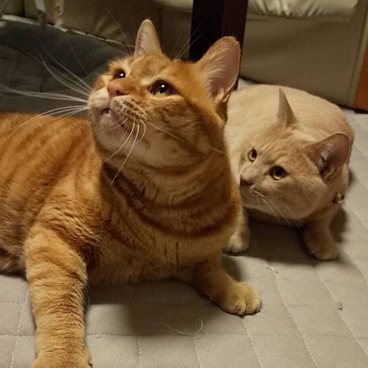 A34d9c08 9e86 4281 bff8 d3e581ccb02e 1596370320900