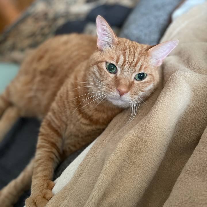 A34e72f9 484c 40e6 b39f 60b2918d7a8f 1771455312995