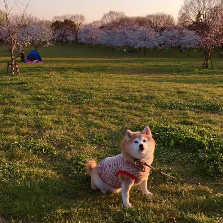 A34f7481 b982 4d48 903b 9840c14f5c38 1585145180074