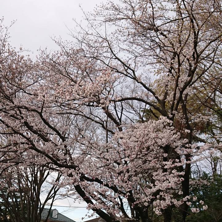 A350107c 2218 4407 ad8e 02fcafe7fee2 1554212055211