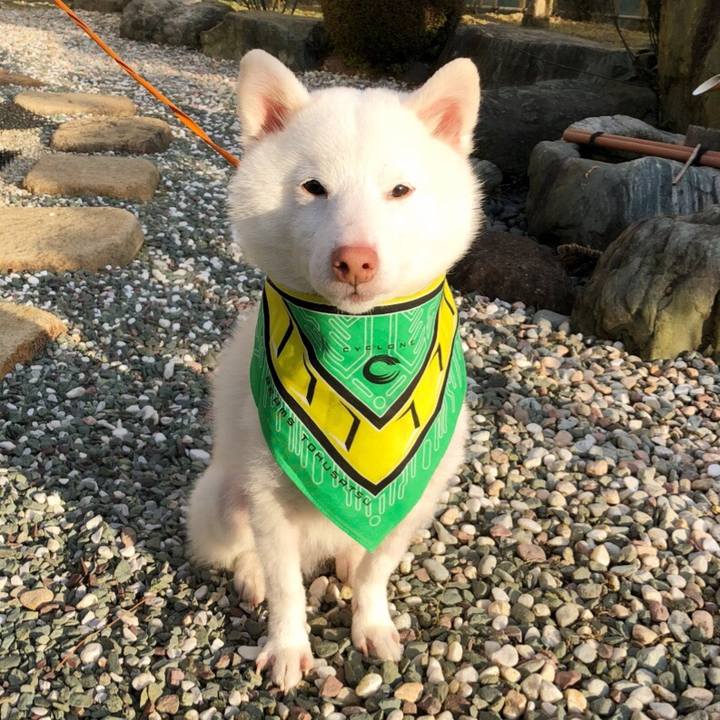 A353b629 424f 4513 9e83 90f2a829944d 1518086917846