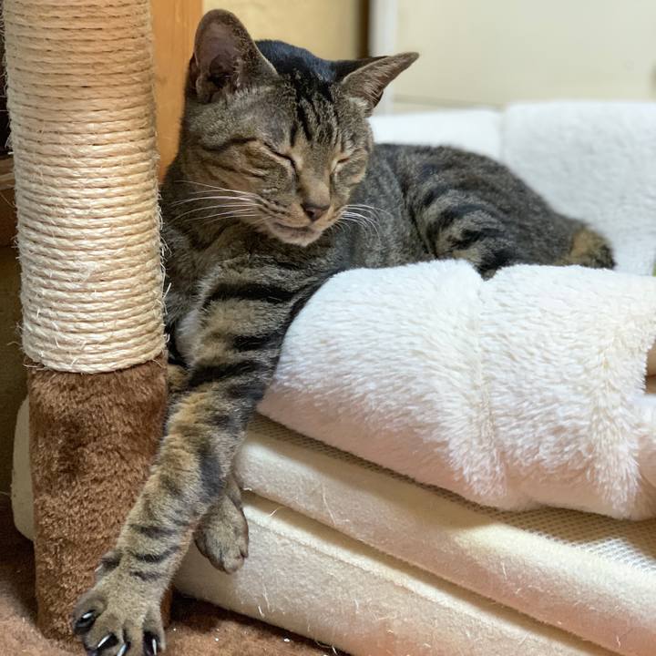 A353c872 77b5 4299 ac47 34b53e7a7ab6 1555982132364