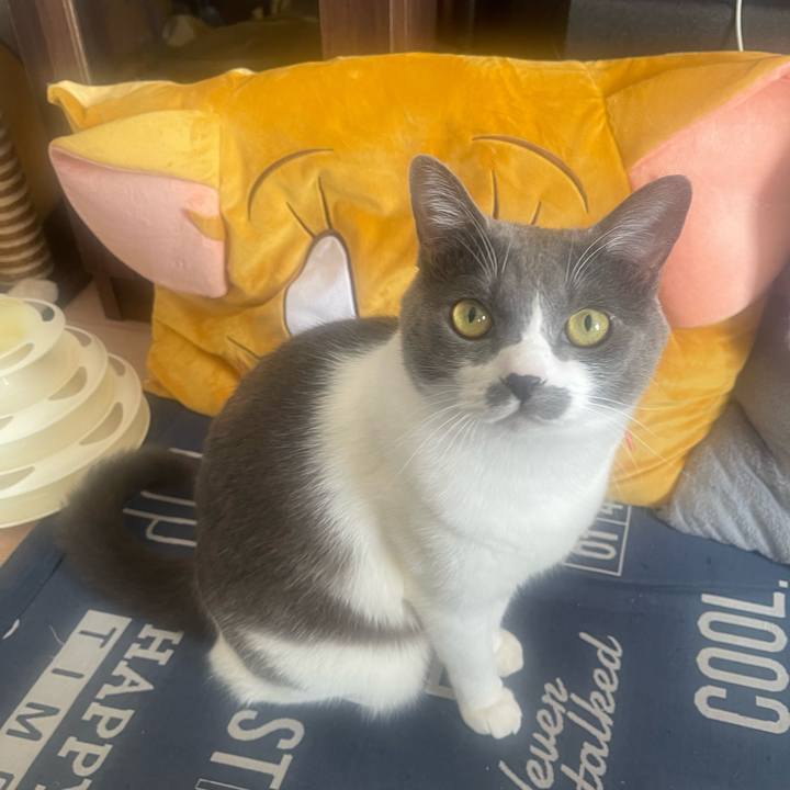 A3556d6a a2ab 4166 b711 5bca80c52c31 1730679316562