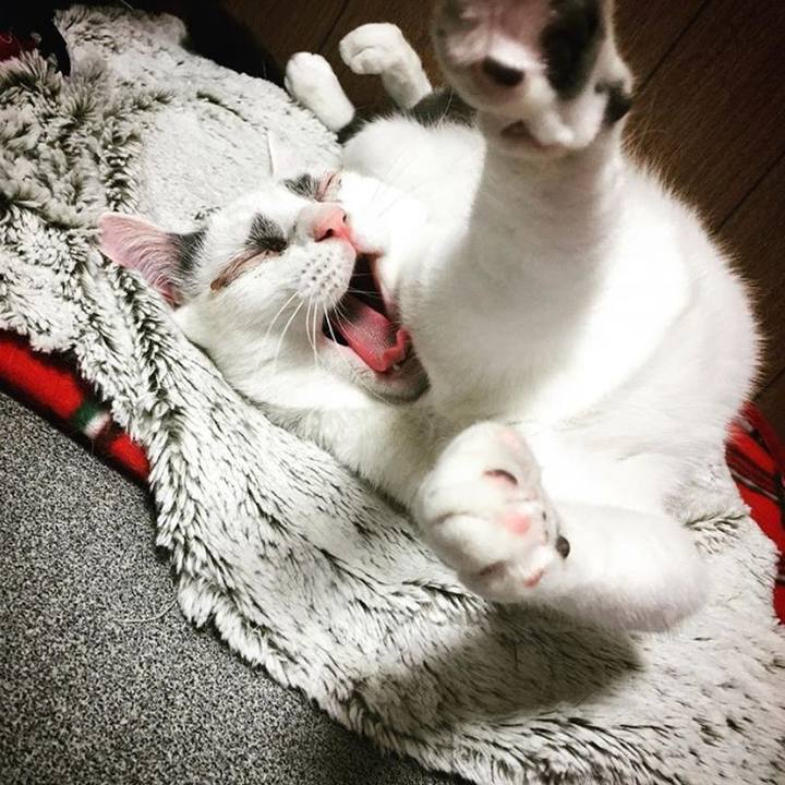 A35b31a0 c56a 4d53 8679 4dc74f5d7e71 1525138477371