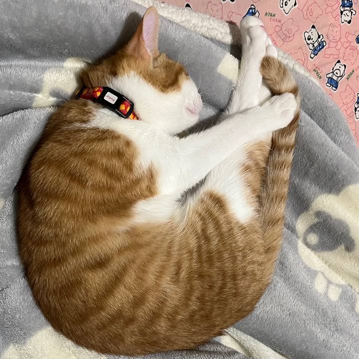 A35f9915 582d 449e 9d2d 41803dfa5271 1638537451748