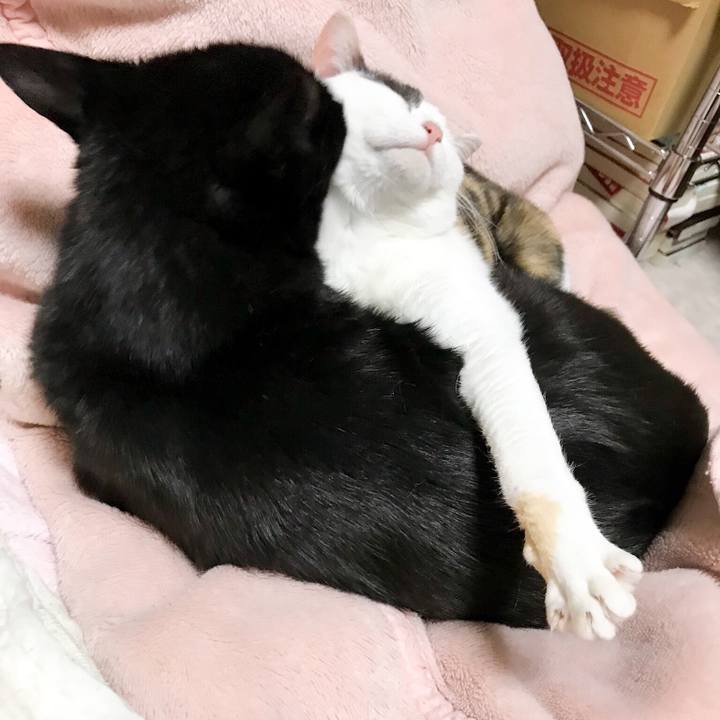 A360b64d 39f0 46a1 b71f 06f74b4f652d 1528554729904