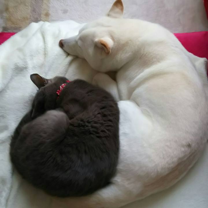 A36271ca 22de 4f35 b4ea d9c88c8e90d8 1516670529018