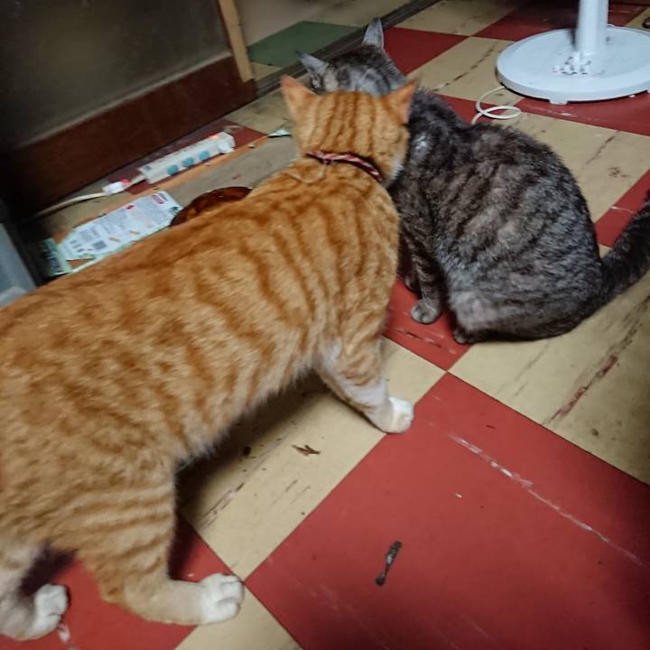 A364a350 bcff 42d0 851e 6b8836f65769 1565293791497