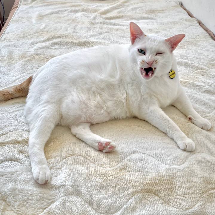 A36889f7 381e 45f8 9314 7568c0a0d7f9 1647268990685