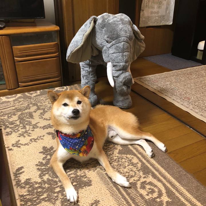 A368f2f4 af74 44bf 972b 4534b4775ca9 1539167627447