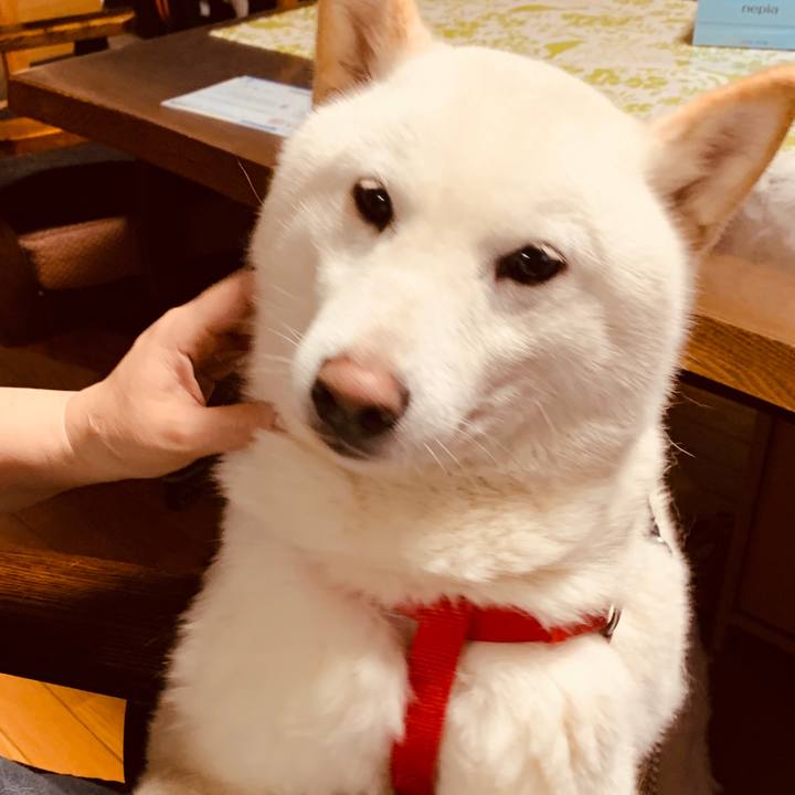 A36d2acc 5cc2 4700 8edd 19b112764acf 1585202805072