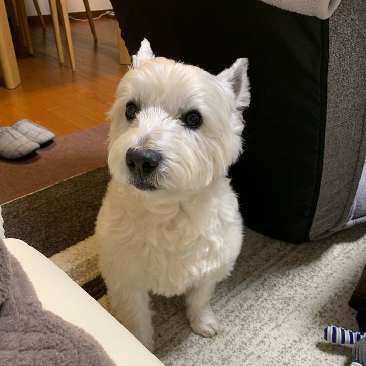 A36f6206 5474 4518 b229 3620eb7bc4a3 1584716287394