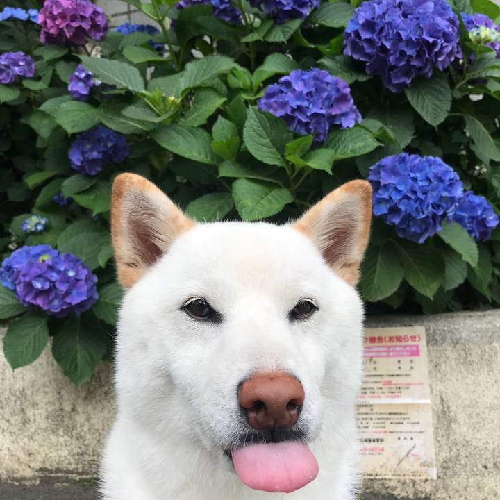 A3715c9d 8611 46f0 8b0c e8fad37360e1 1527637982242