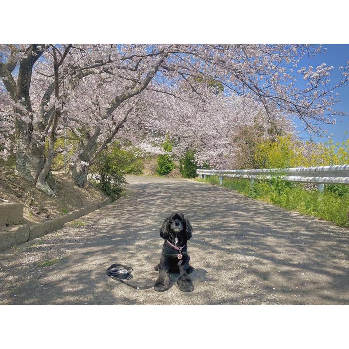 A374db59 4345 4b53 8070 b3e95befe10a 1680250551133