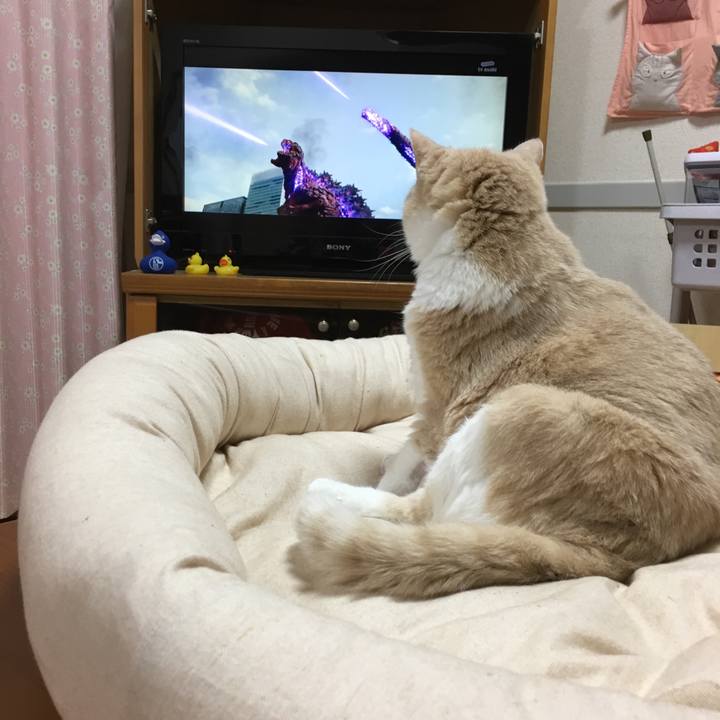 A3750d58 27d2 424c 89f0 63664bd5061f 1510496048743