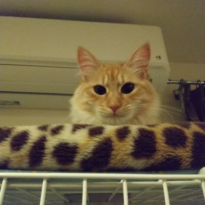 A377efac b499 4b72 a111 3411d26fee06 1618232109434