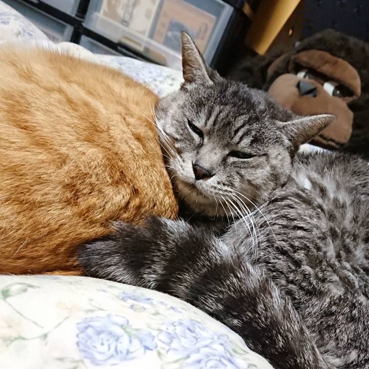 A379017b b393 45c3 85cf 14eb6b374c20 1576844403243