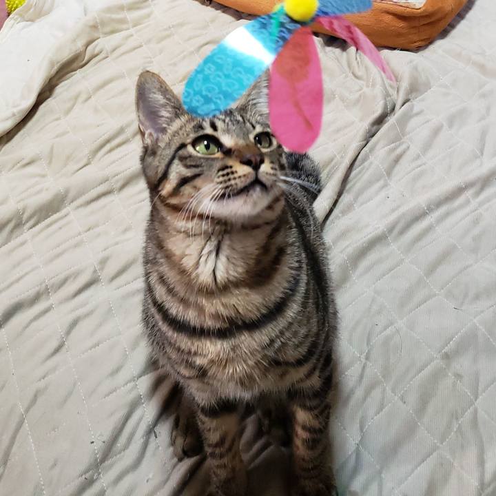 A37d45a0 b532 4fe2 aa16 e01d85f657f3 1543641126967