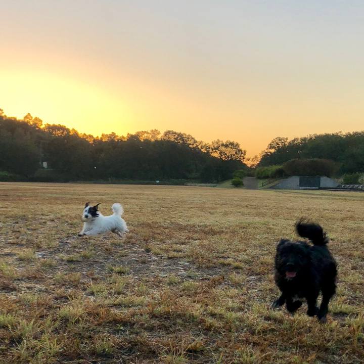 A37dd702 6769 4e84 91b5 9a4679f7e89c 1542323019303