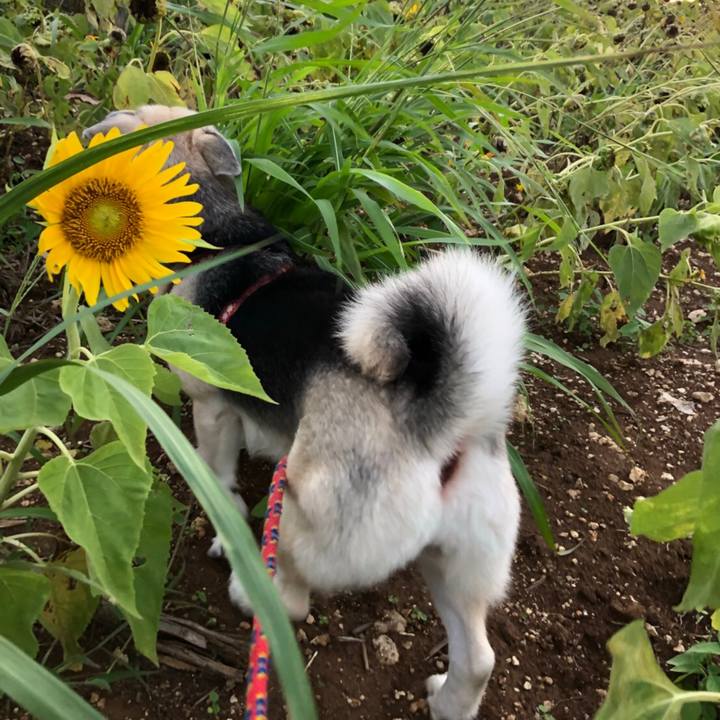 A3825d43 d5b9 49b9 aab4 2065d7d76ad1 1529409607220