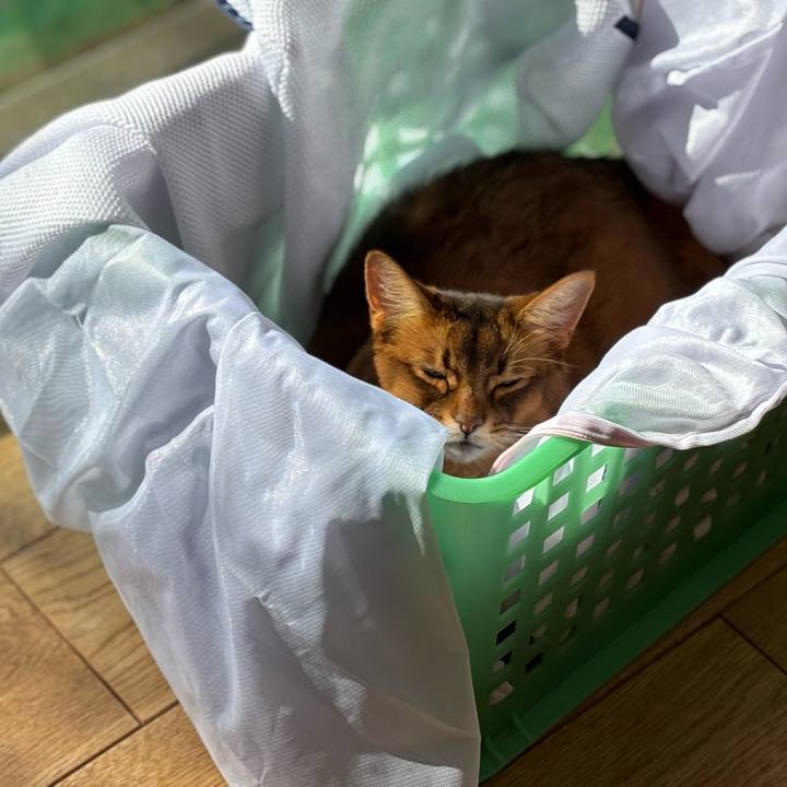 A382bede fe90 4ef7 885a 58cfe3b6b792 1763778135404