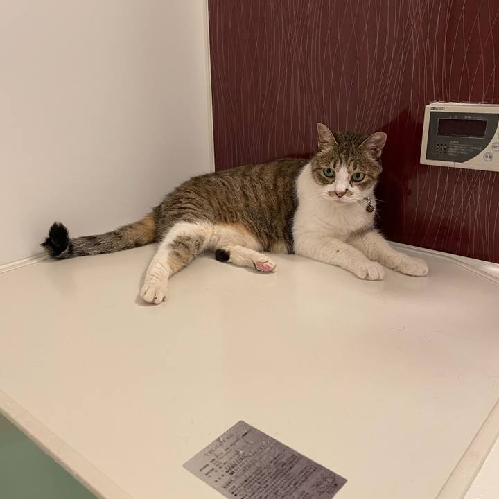 A38c1f82 a721 4c1c 82e8 1e938146310c 1750306673479