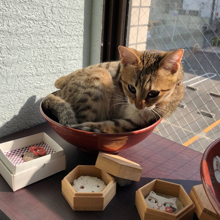 A39b3e72 5118 4016 9007 c0bdb0c23415 1581150368767