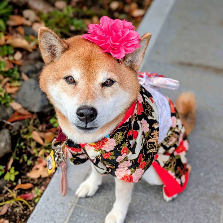 A39d633e 1c6f 4b63 80ca 1f0b3e4c22c3 1766119263124