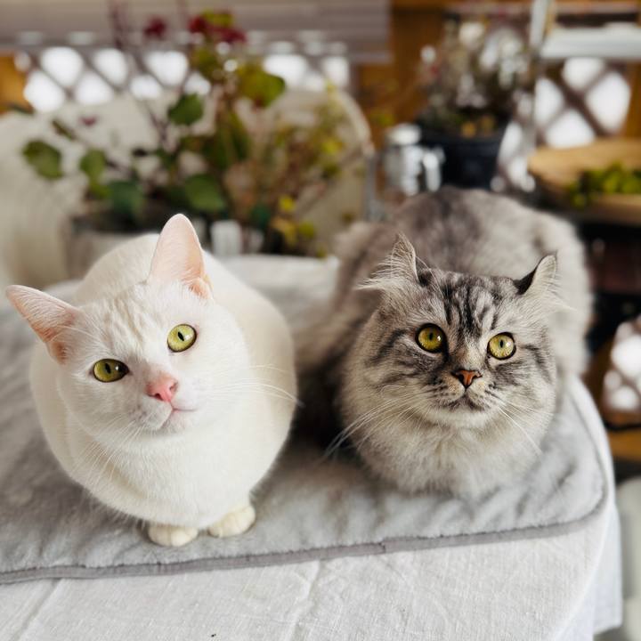 A3a1315f 6116 447f 838c 4cb0529faaa0 1765455428567