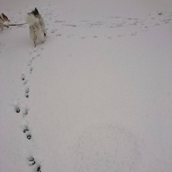 A3a13c4e d541 4346 8ac6 8255ced51415 1516627829218