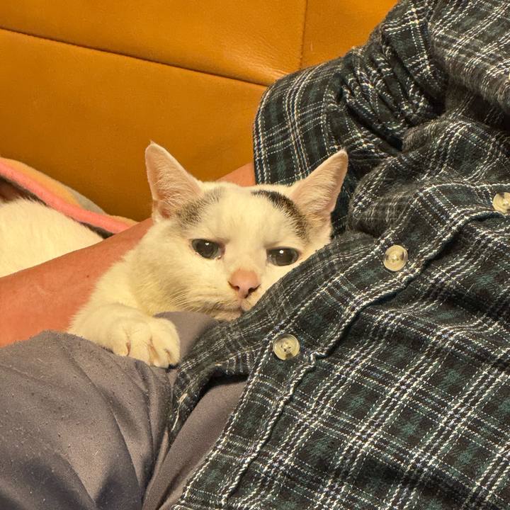 A3a16427 27a3 4066 9652 db29b7dc4288 1765106862761