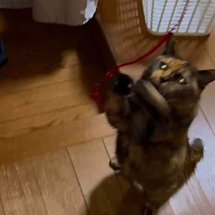 A3a7885b e80c 4866 a1fd 323ff883e7f4 1763757353033