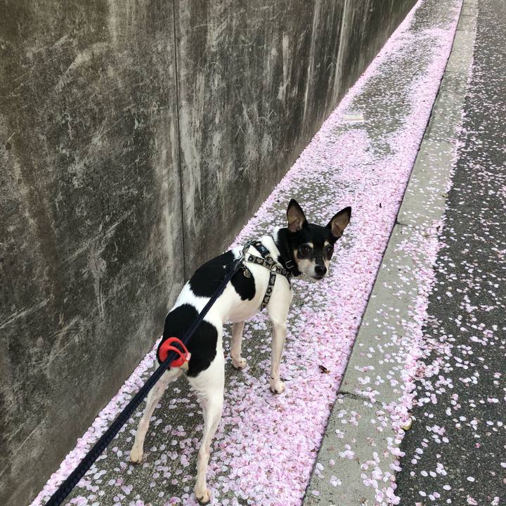 A3a7f312 ea7c 4923 af3b 4f6e7a59e8c4 1522418234697