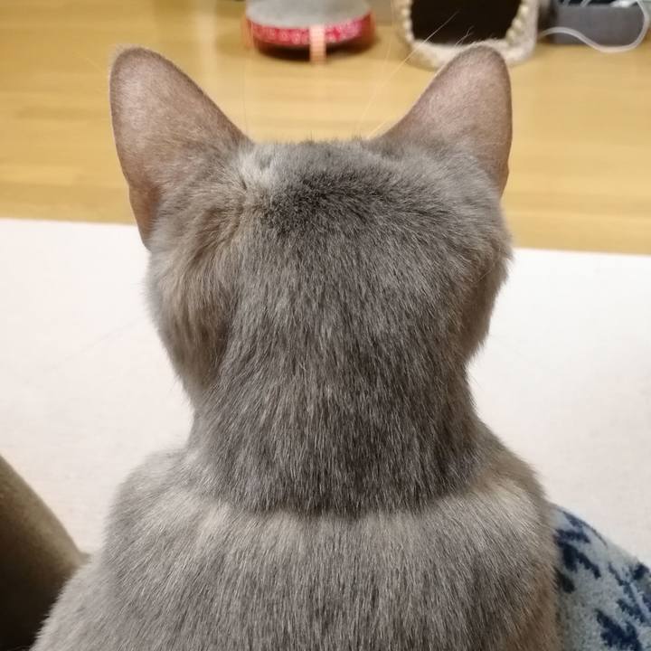 A3aa804b 32a9 450d 9cfa d11d6a48625b 1550235197077