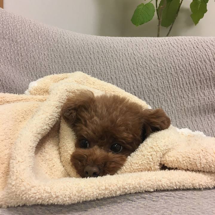 A3aafada a3bf 4e3c b569 d5d46a2a2018 1549871500616