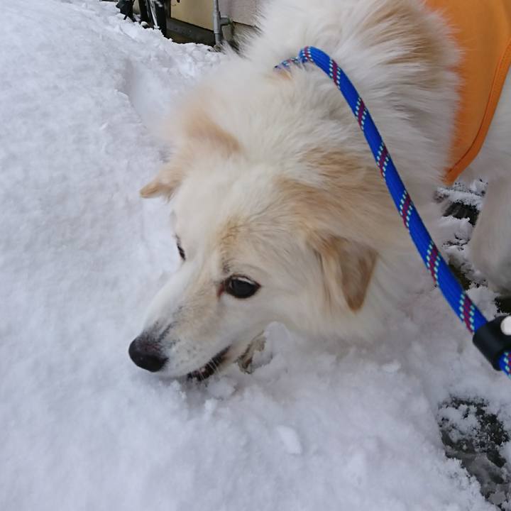 A3ab6831 0643 42fe 84c4 939cc00f57bd 1514970354017