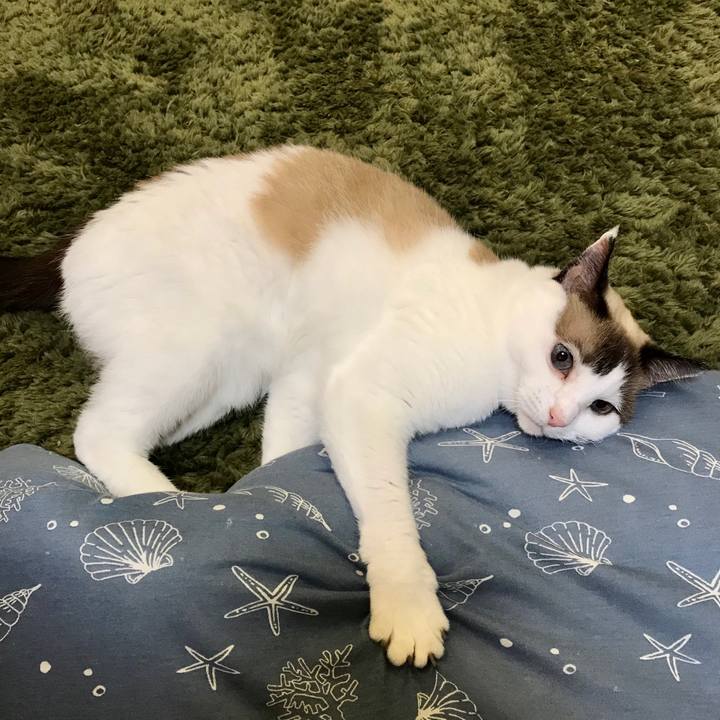 A3ac2203 5975 4f1e 9d6a 8d920ade2d85 1572396691668