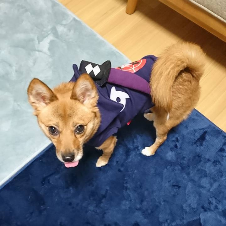 A3ac244e 3a3a 41c6 8269 2d58ca557d21 1511097211636