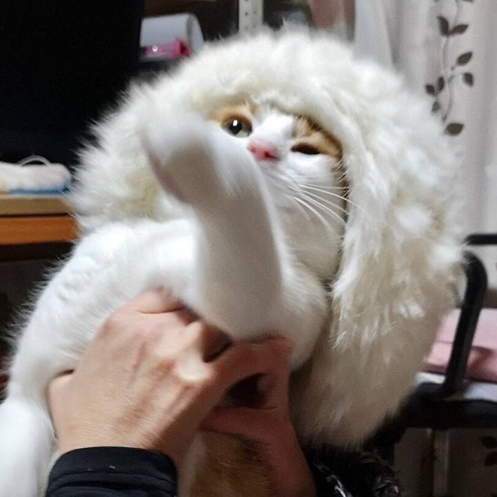 A3af2ef2 c10a 48a7 b5c4 d9915ff7cace 1544356448258