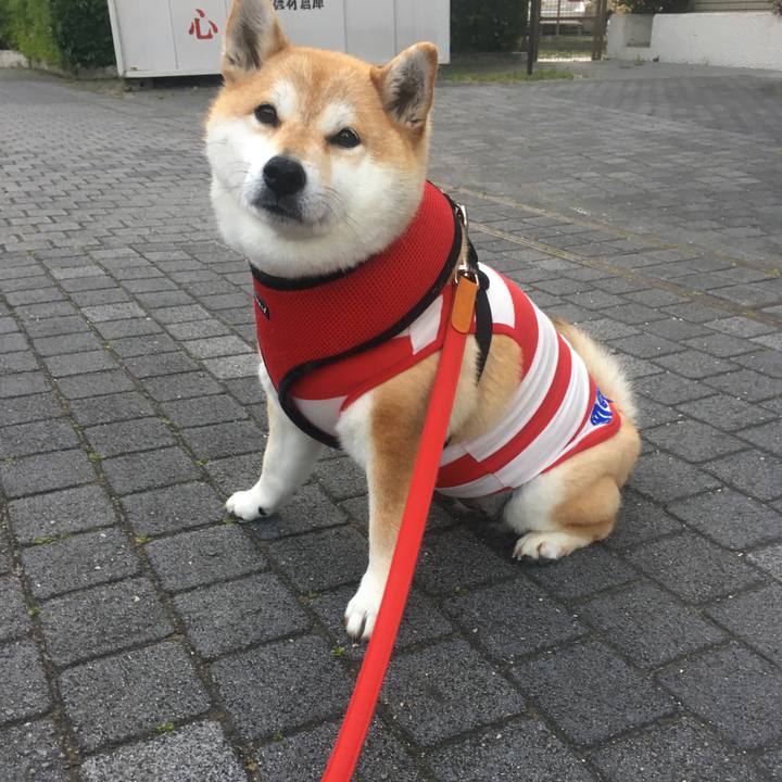 A3aff9f8 a446 456d 8fc0 d07a56376a06 1588497054687