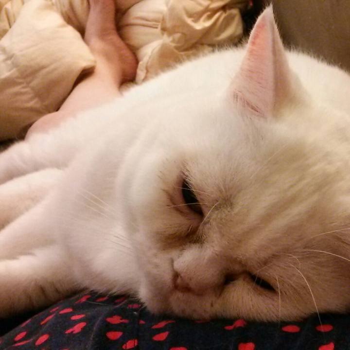 A3b1e985 c1b5 4325 86b2 9afa214a464a 1529802921696