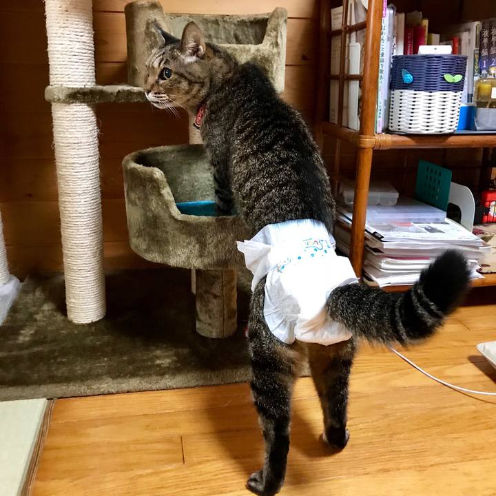 A3b4e581 1e38 4234 b4b7 dc73389ef555 1539758072632