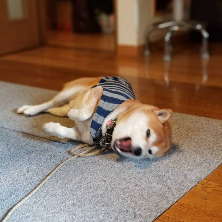 A3b70c20 e255 4b46 9f0a 8cbff82b7a9d 1510614855423