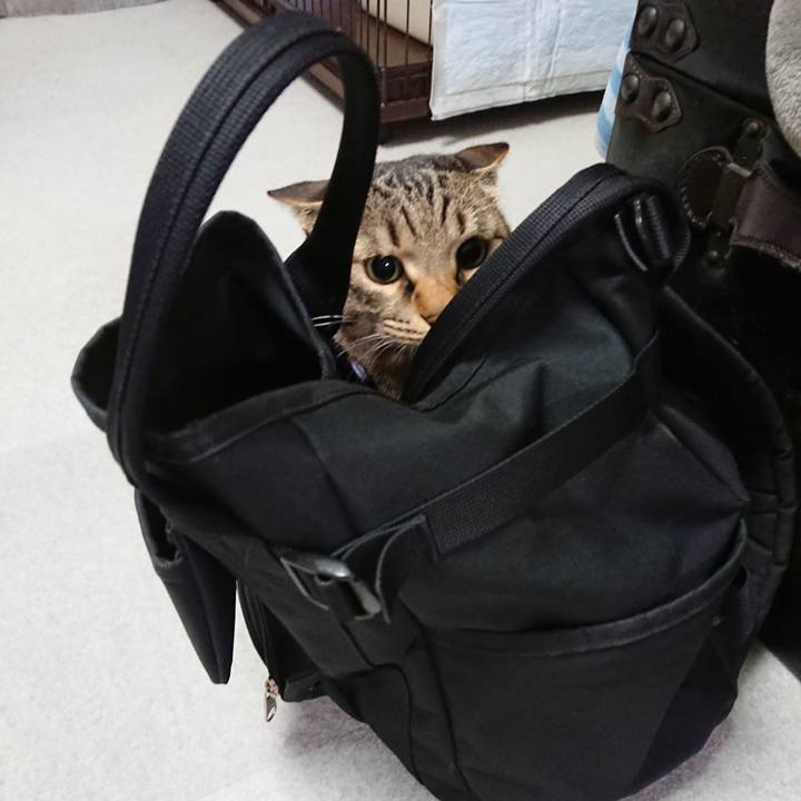 A3bb17da dc4d 4f5e b28d b5e1d197dff3 1575565691720