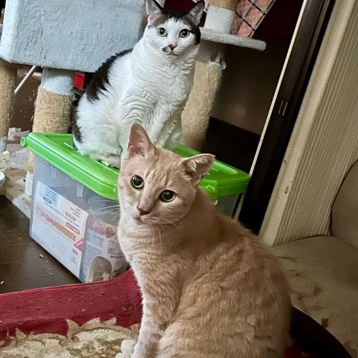 A3bb3eb2 6eb1 4971 bd6c 749b26b3bf79 1759041065765