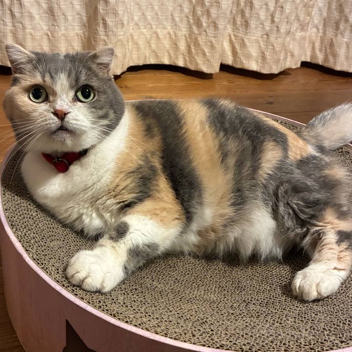 A3bc14ac 2bf5 40b7 866b 0454d98159ec 1767772026833