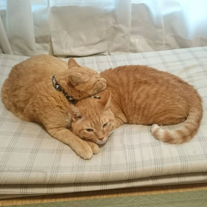 A3bc29dc 8f6e 417a b420 19a6b77011d0 1537845716964