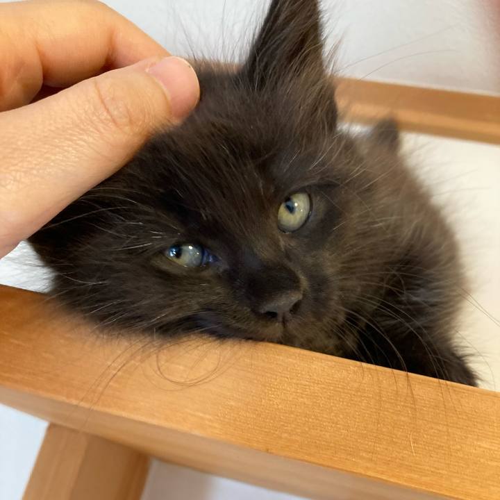 A3be22f7 7dff 4d9c a0e9 dd29cdefaad8 1730007844727